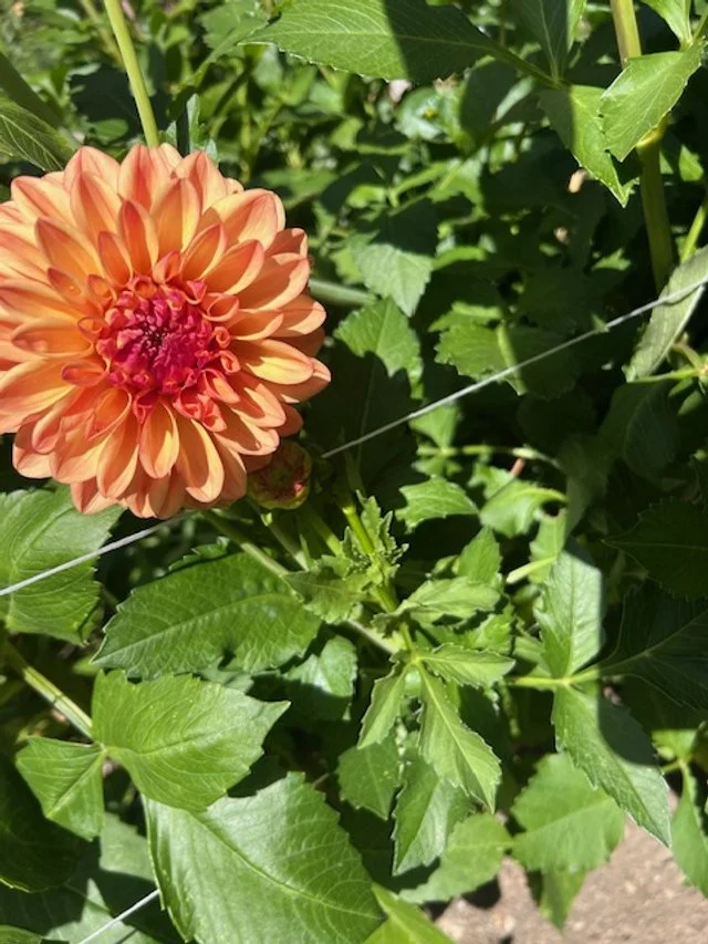 Orange dahlia blooming among green leaves in a field.