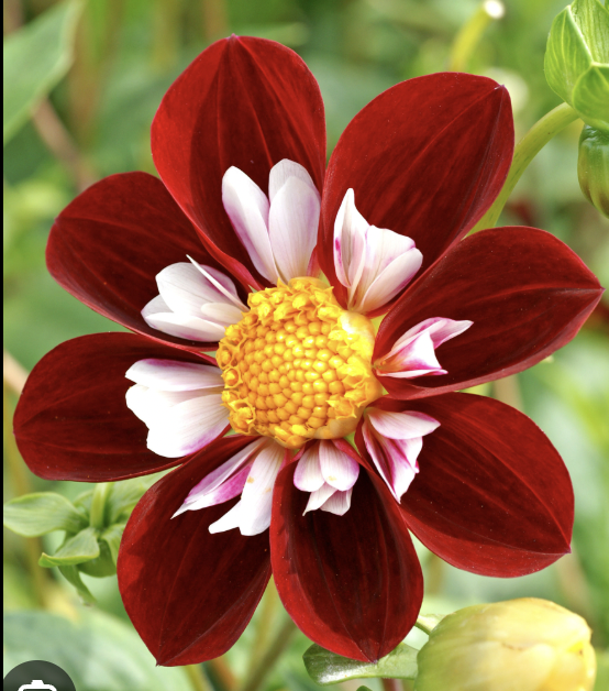 Red Collarette Dahlia Tuber