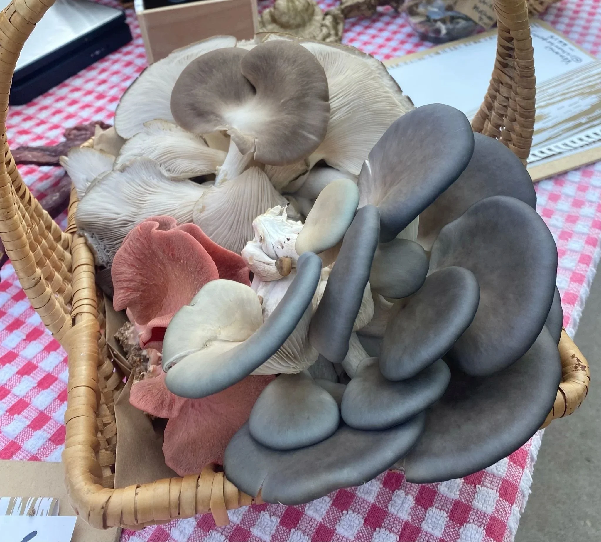 Freshly harvested oyster mushrooms displayed in a basket at the farm.