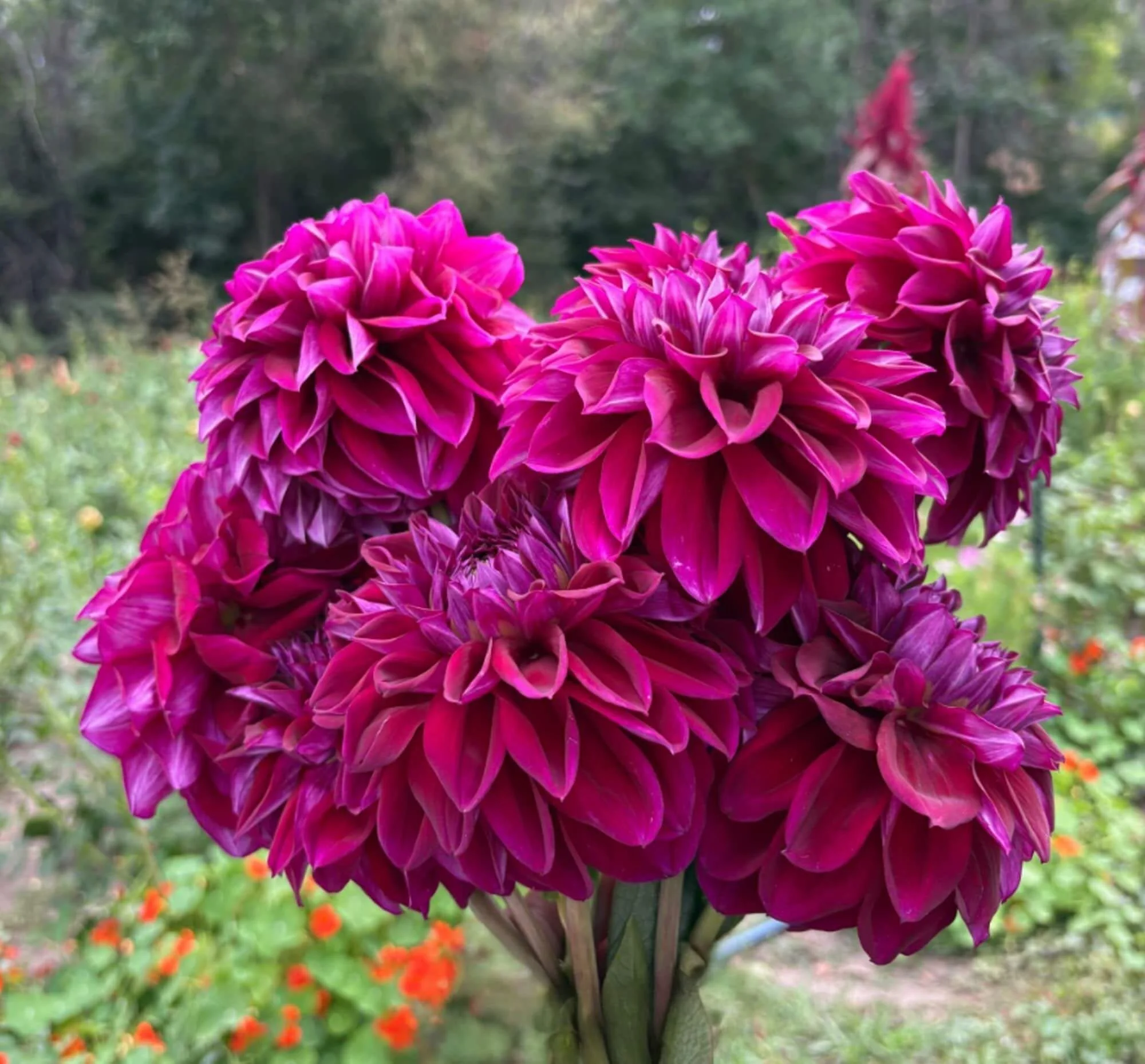 Bouquet of deep magenta dahlias displayed in a garden setting.