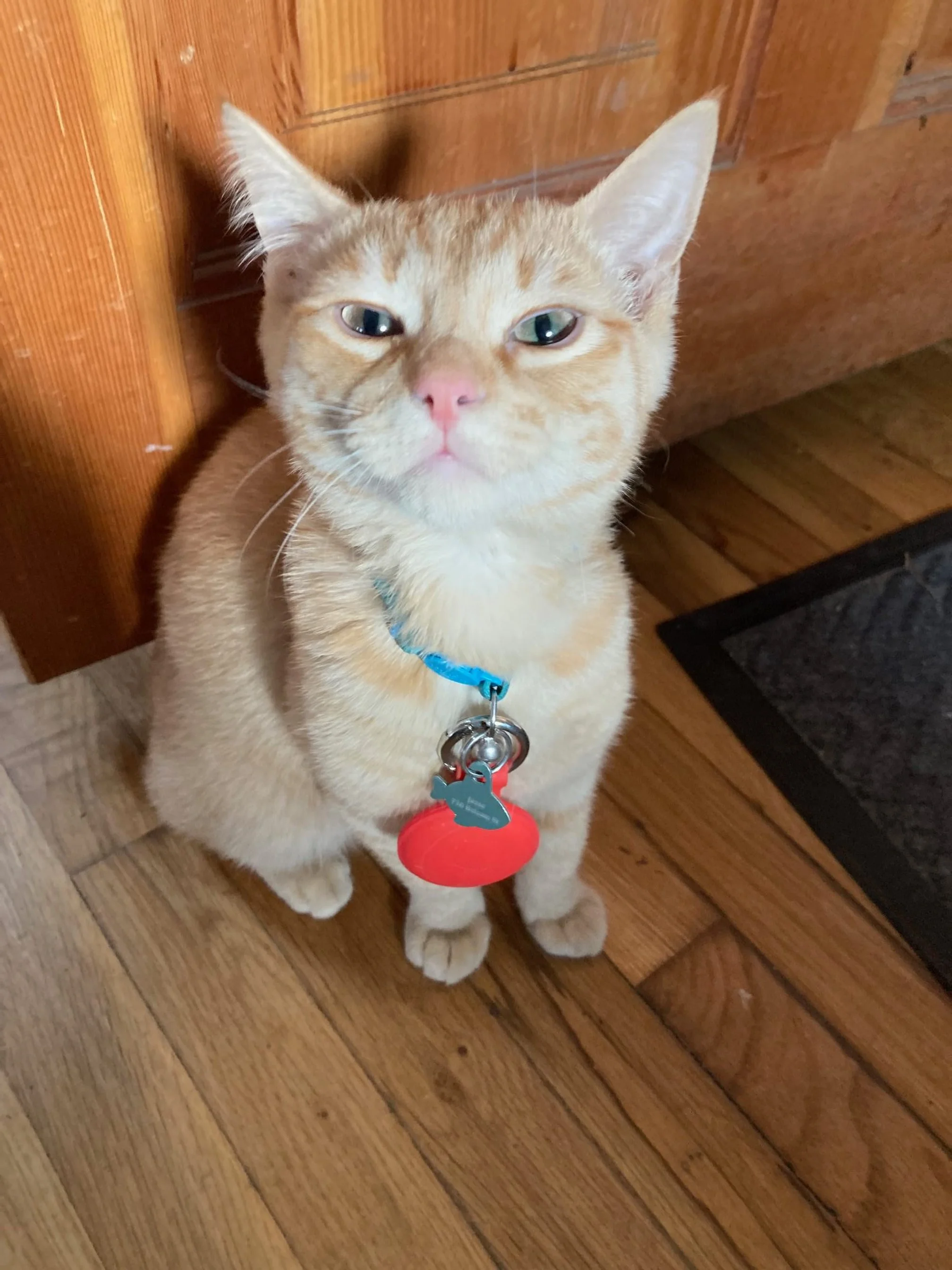 Orange cat wearing a collar sitting on a wooden floor indoors.