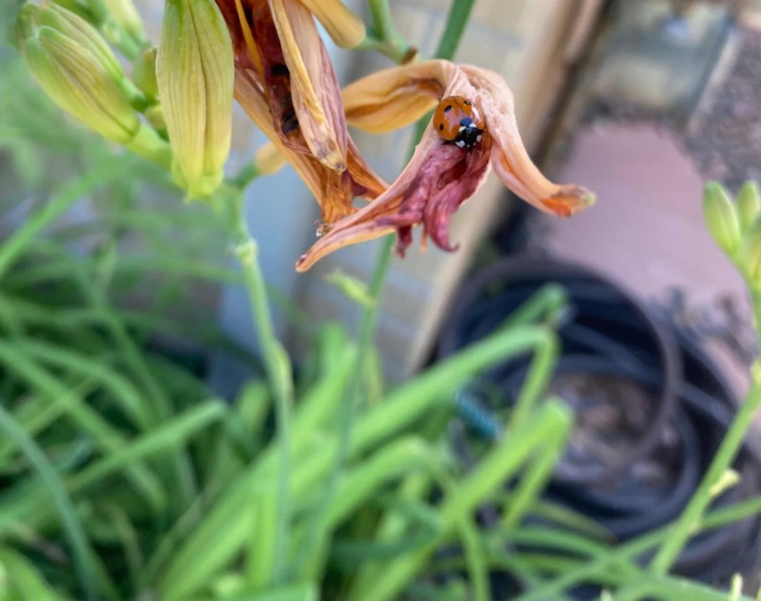 Ladybug resting on a wilted daylily flower.