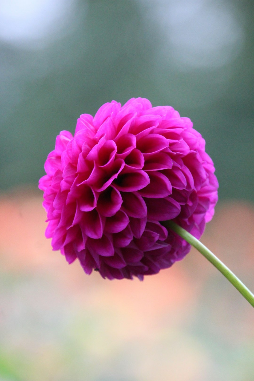 dahlia-dig-day.jpg