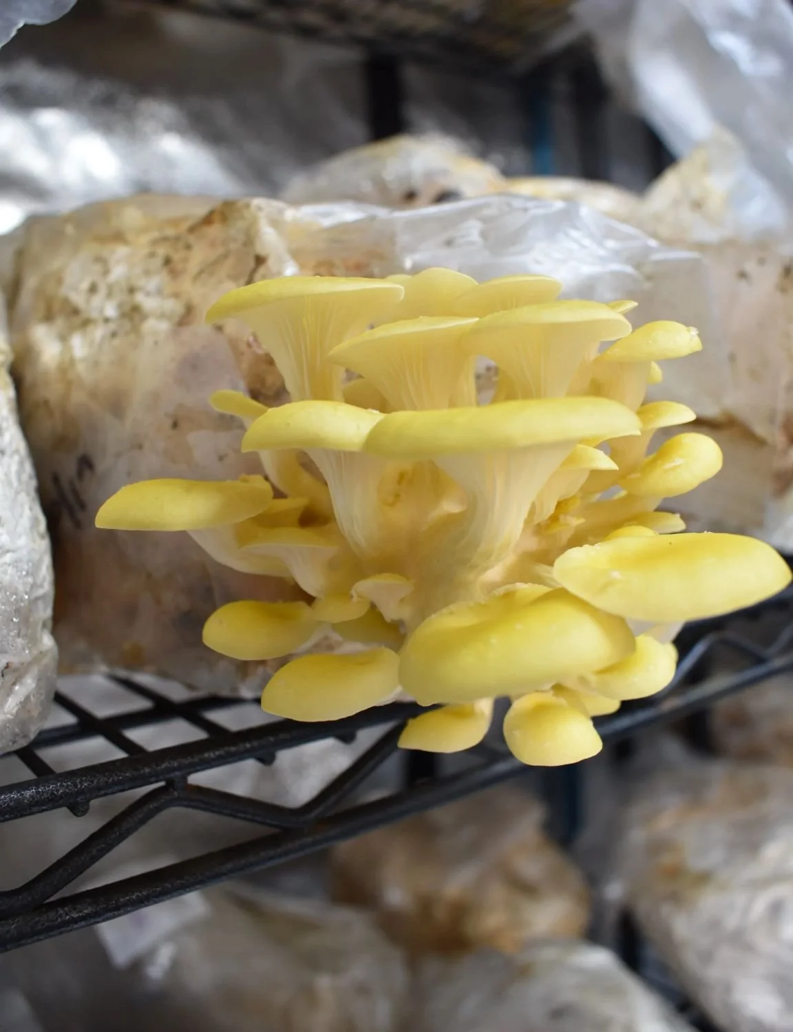Yellow Oyster mushrooms in a growing lab.