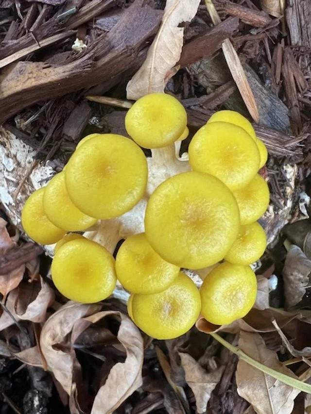 Cluster of yellow oyster mushrooms growing among wood chips and fallen leaves.