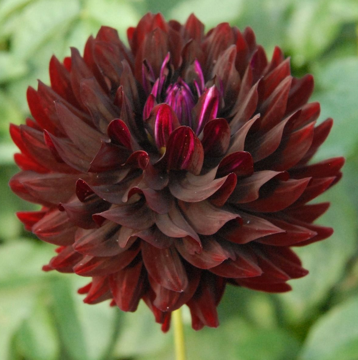 holly-hill-black.png