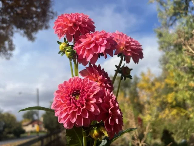 Pink dahlias blooming on tall stems against a blue sky.