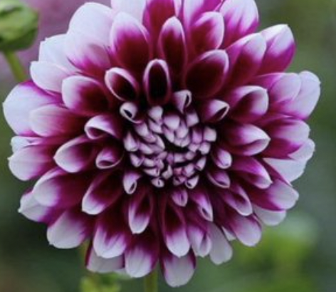 B-Man Dahlia Tuber