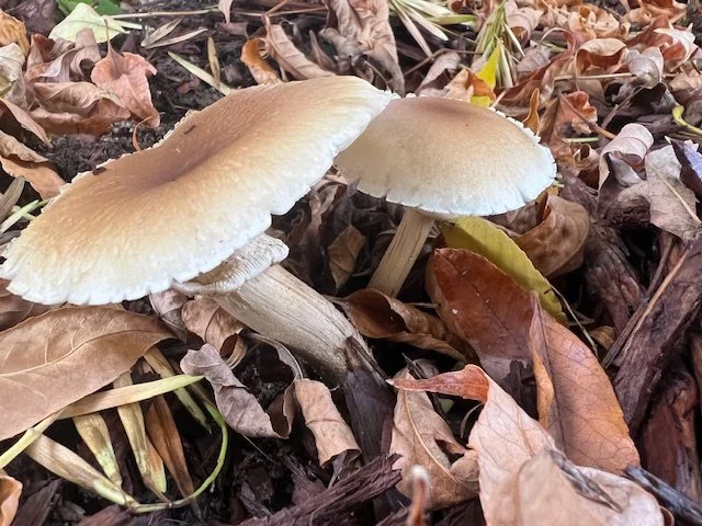 Two pale mushrooms growing among fallen leaves on the forest floor.