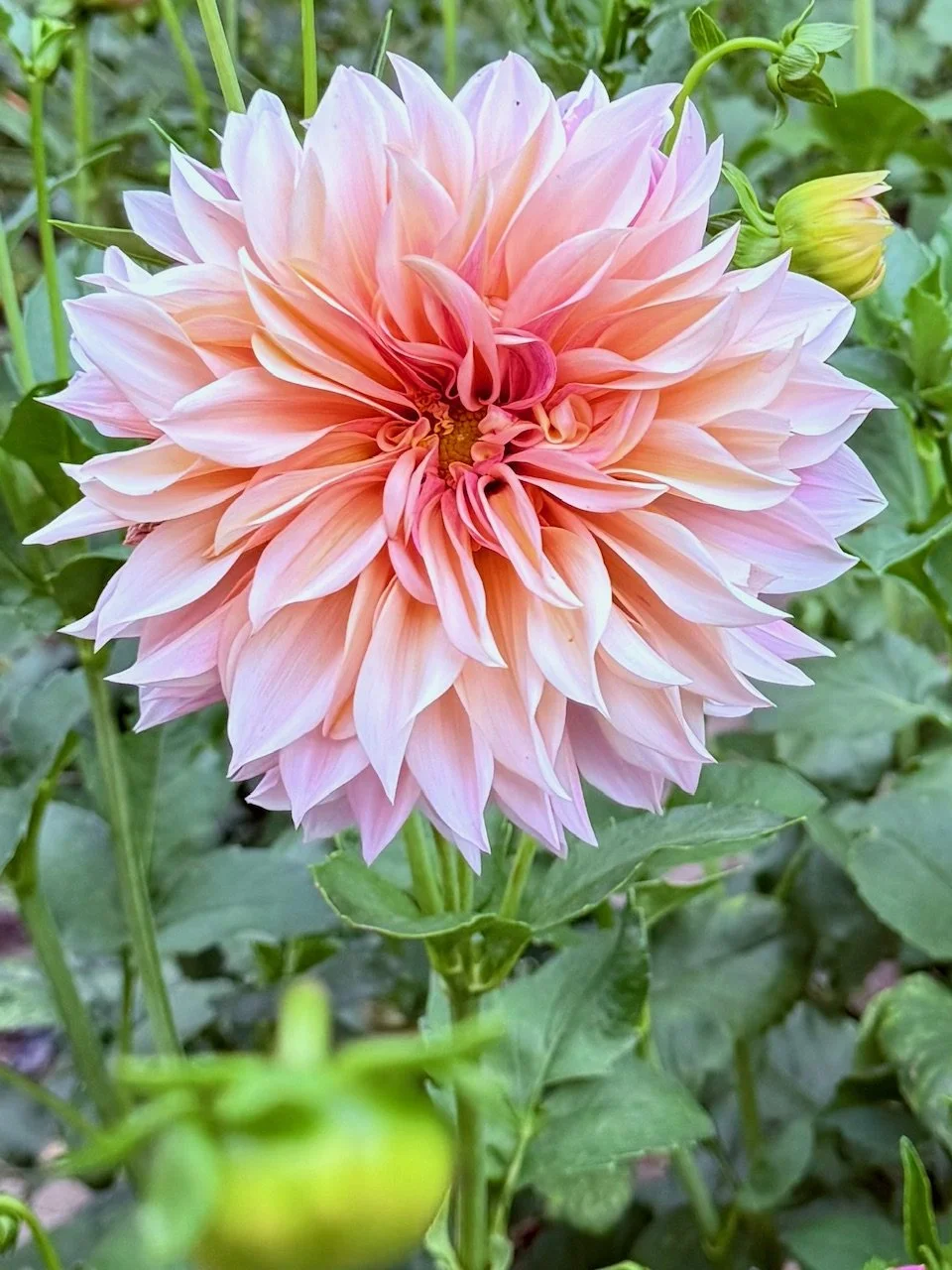 Large blush-peach dahlia with layered petals in full bloom against green foliage.