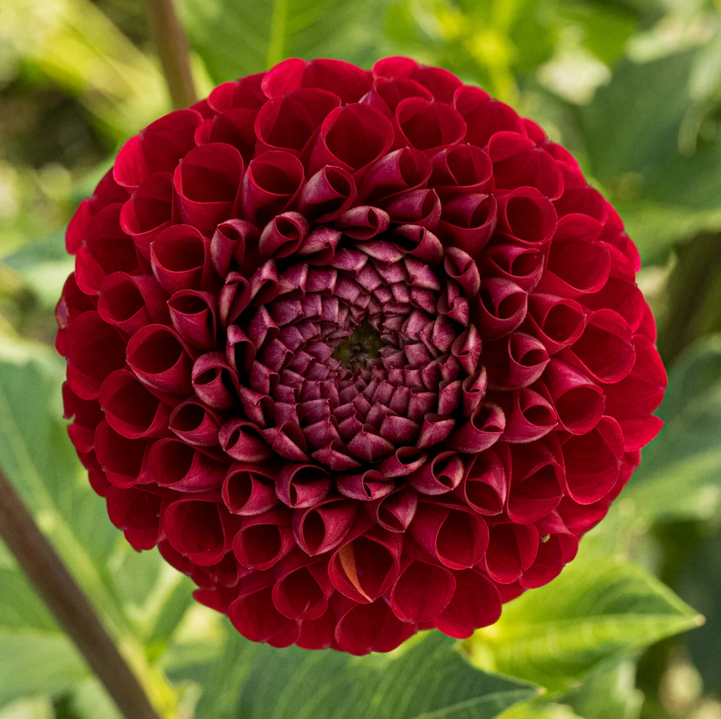 cornell-red-dahlia.png