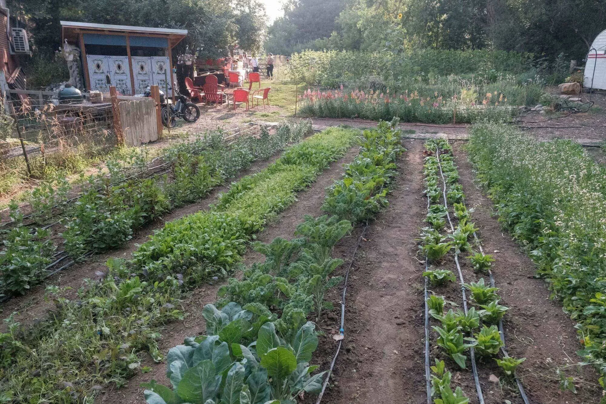 Rows of vegetables and flowers growing on the farm during a guided tour.