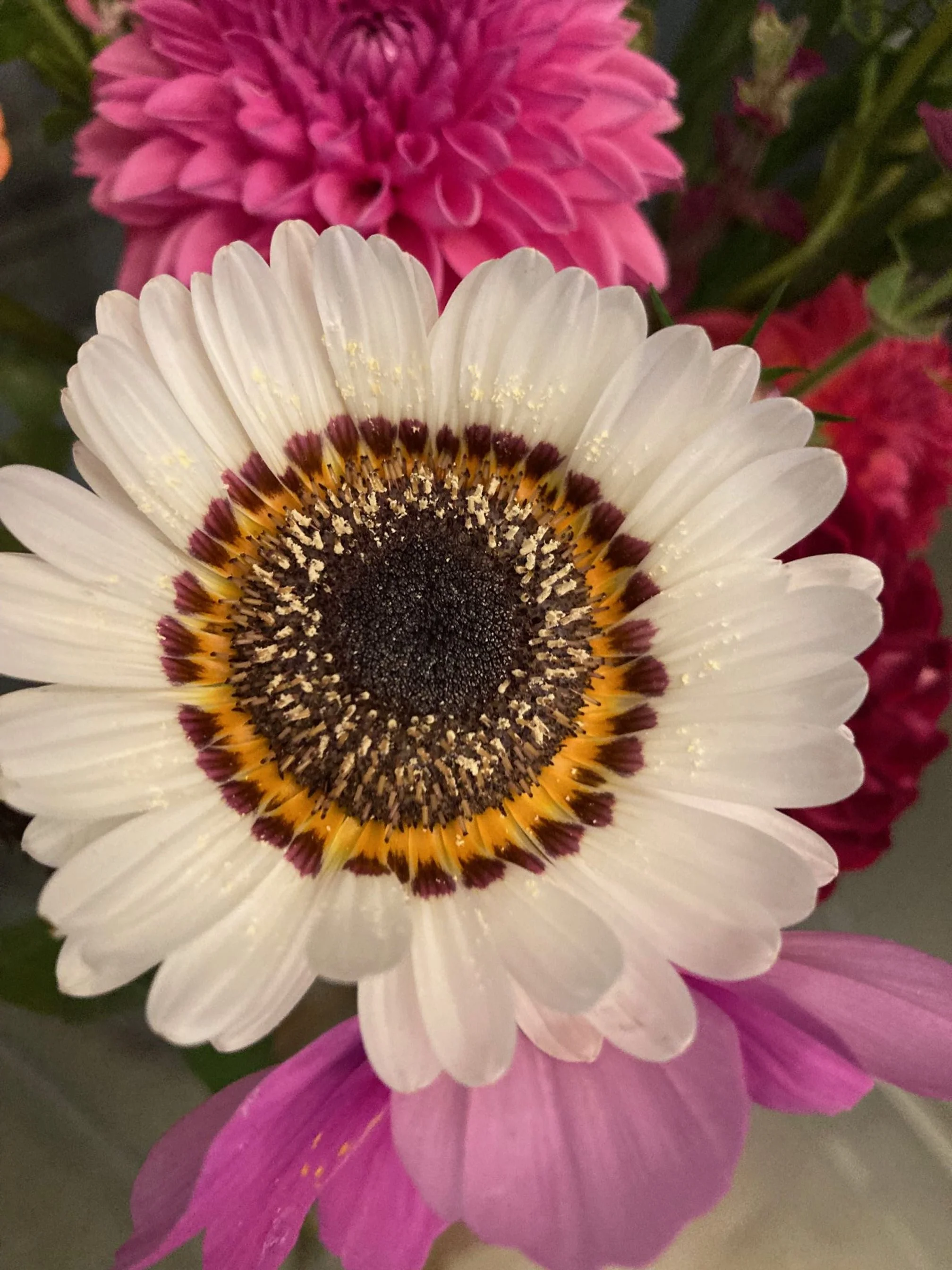 Close-up of a white African daisy with a dark center and yellow ring.