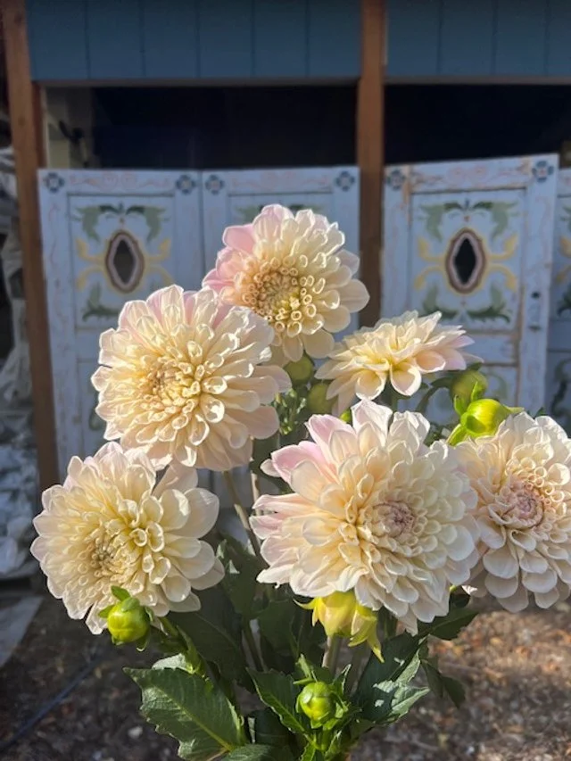 Pale pink dahlias blooming on tall stems.