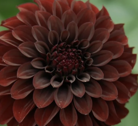 Black Satin Dahlia Tuber
