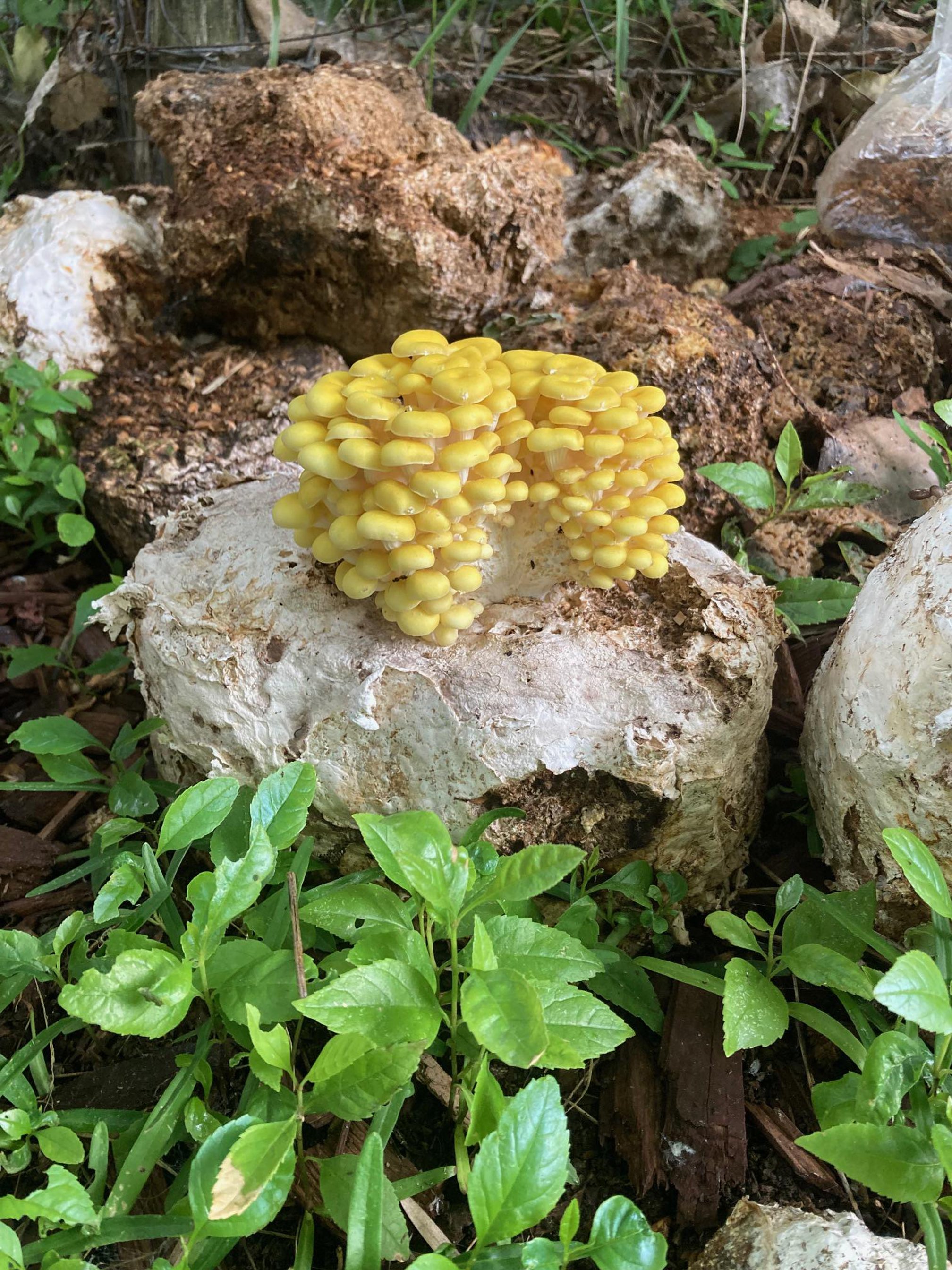 Yellow oyster mushrooms growing on logs among green plants.