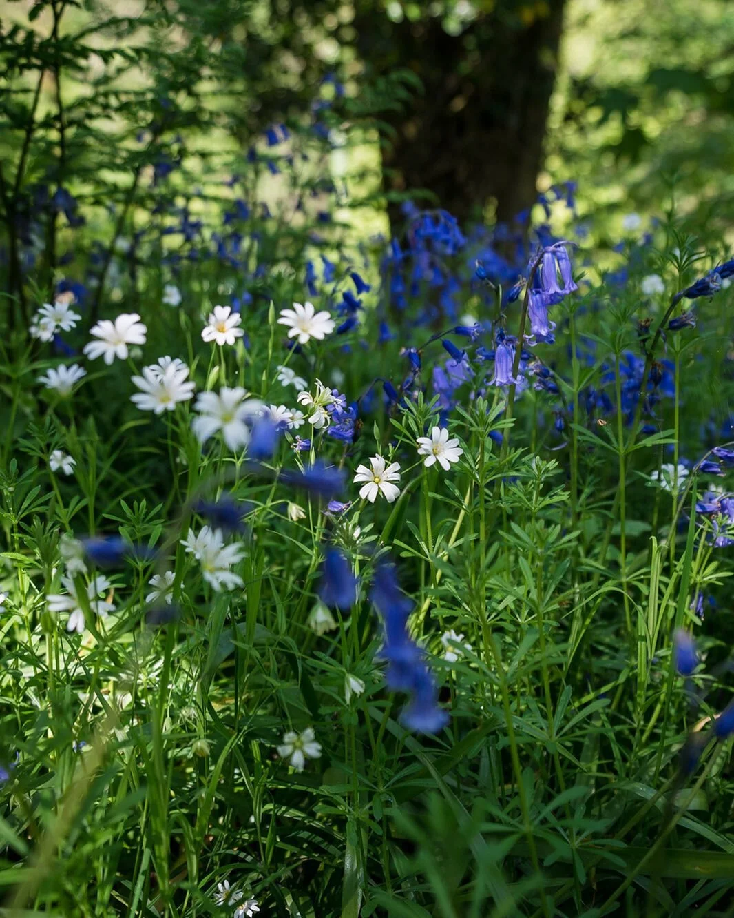 Some bluebells in #lancashire today 
#bluebells #bluebellseason #landscapephotographyofinstagram #summer #landscapephotographyday #pathways #sonyalpha #wexmonday #bluebells #bluebellsofinstagram #bluebellsinthewoods #bluebellsoflancashire #jonnygios