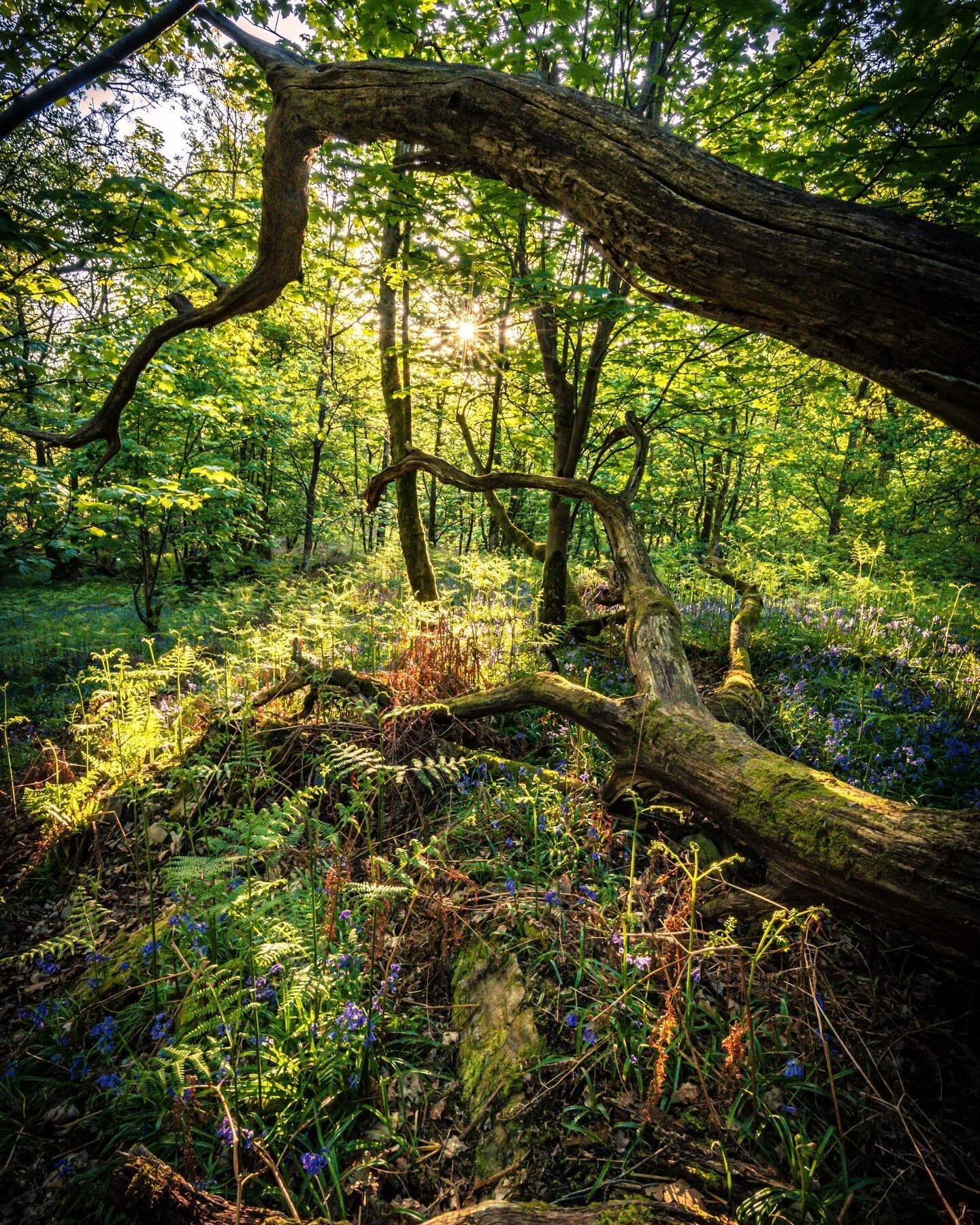 FALLEN
Barkbooth Lot near Levens. Some gorgeous #bluebells and woods that are managed by @cumbriawildlifetrust 
<<<<< swipe left for the set 
Nice a peaceful morning all to myself. I was hoping for some mist but it was in pockets.