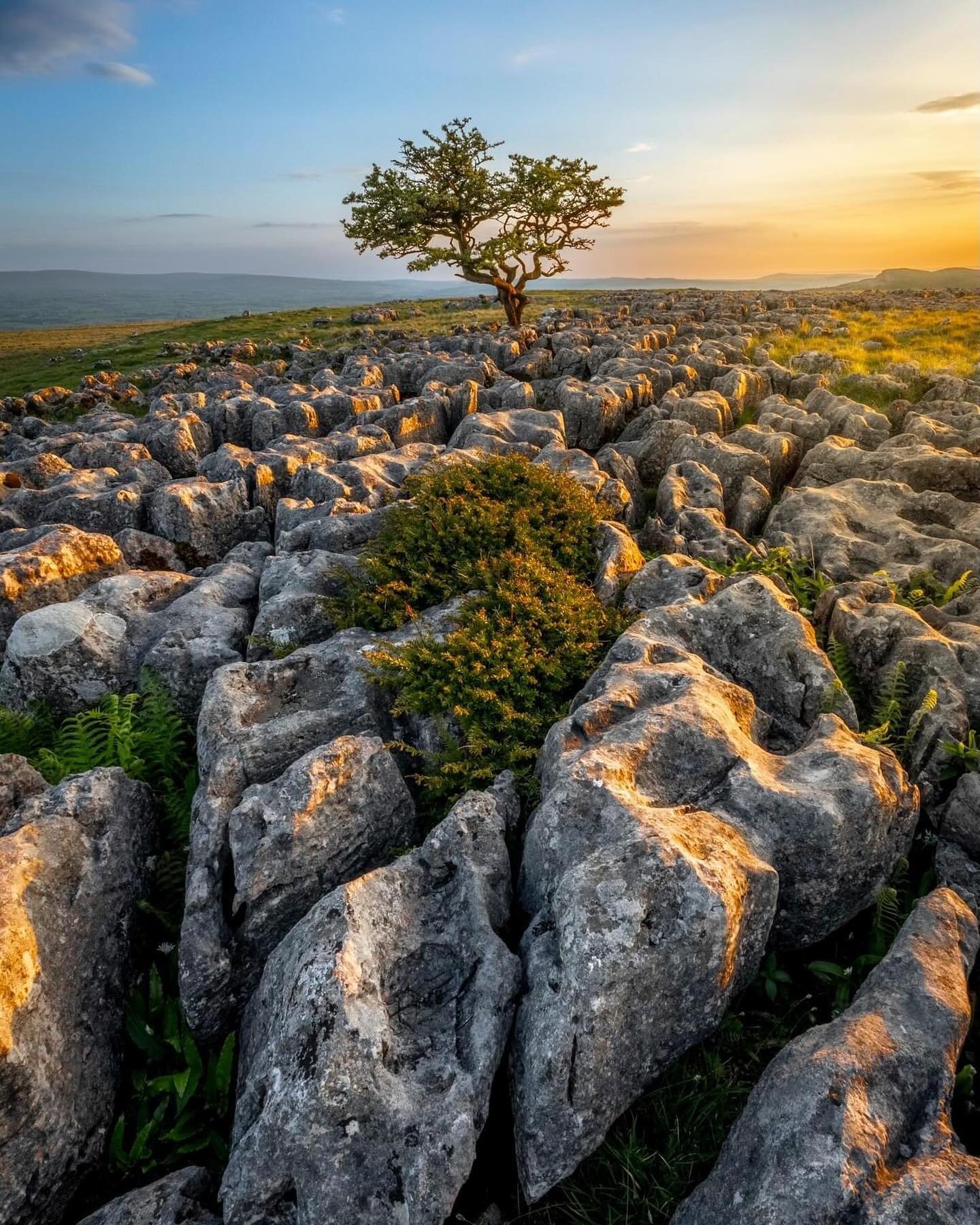 TWISTLETON SCAR - Ingleton, Yorkshire.

Golden light hitting the lone trees dotted along the scar. The scar is mixed with grazing land and lime stone pavement with deep sharp crevices.  That was an experience to walk over the pavement whilst trying t