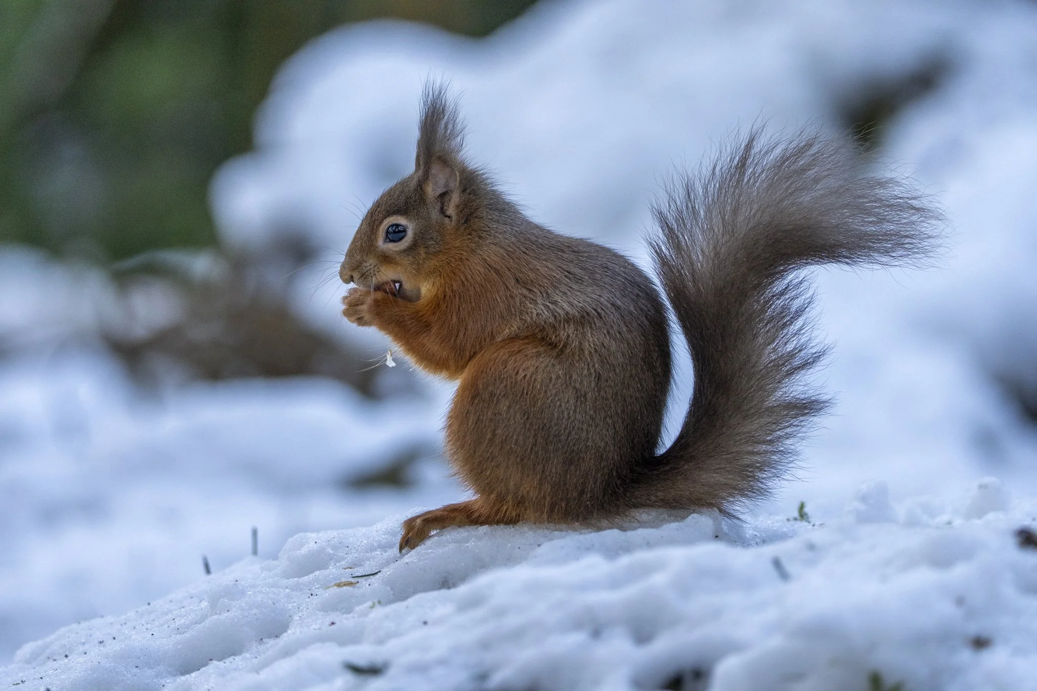 A squirrel sitting on snow, holding a nut, with its tail curled upwards, outdoors.
