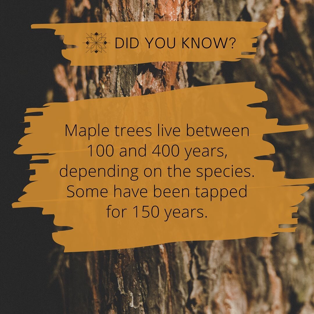 #didyouknow That maple trees live between 100 and 400 years, depending on the species? A red maple typically lives from 130 to 300 years. A silver maple only lives for about 100 year. The sugar maple has the longest life span, usually living between 