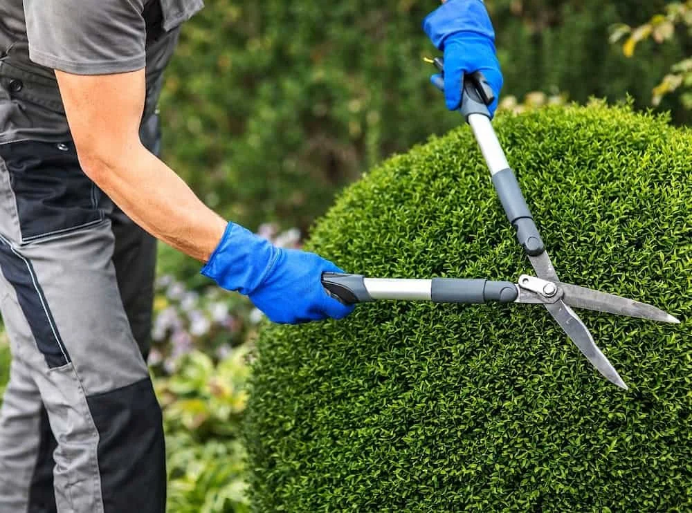 Shrub and Tree Pruning Service in Goochland Main Image