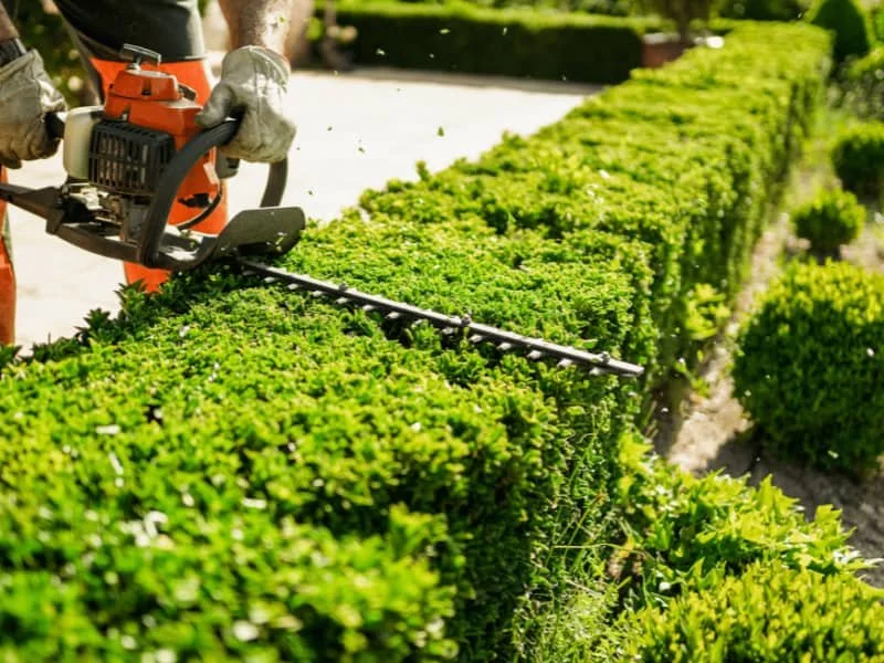 Shrub and Tree Pruning Service in Midlothian Main Image