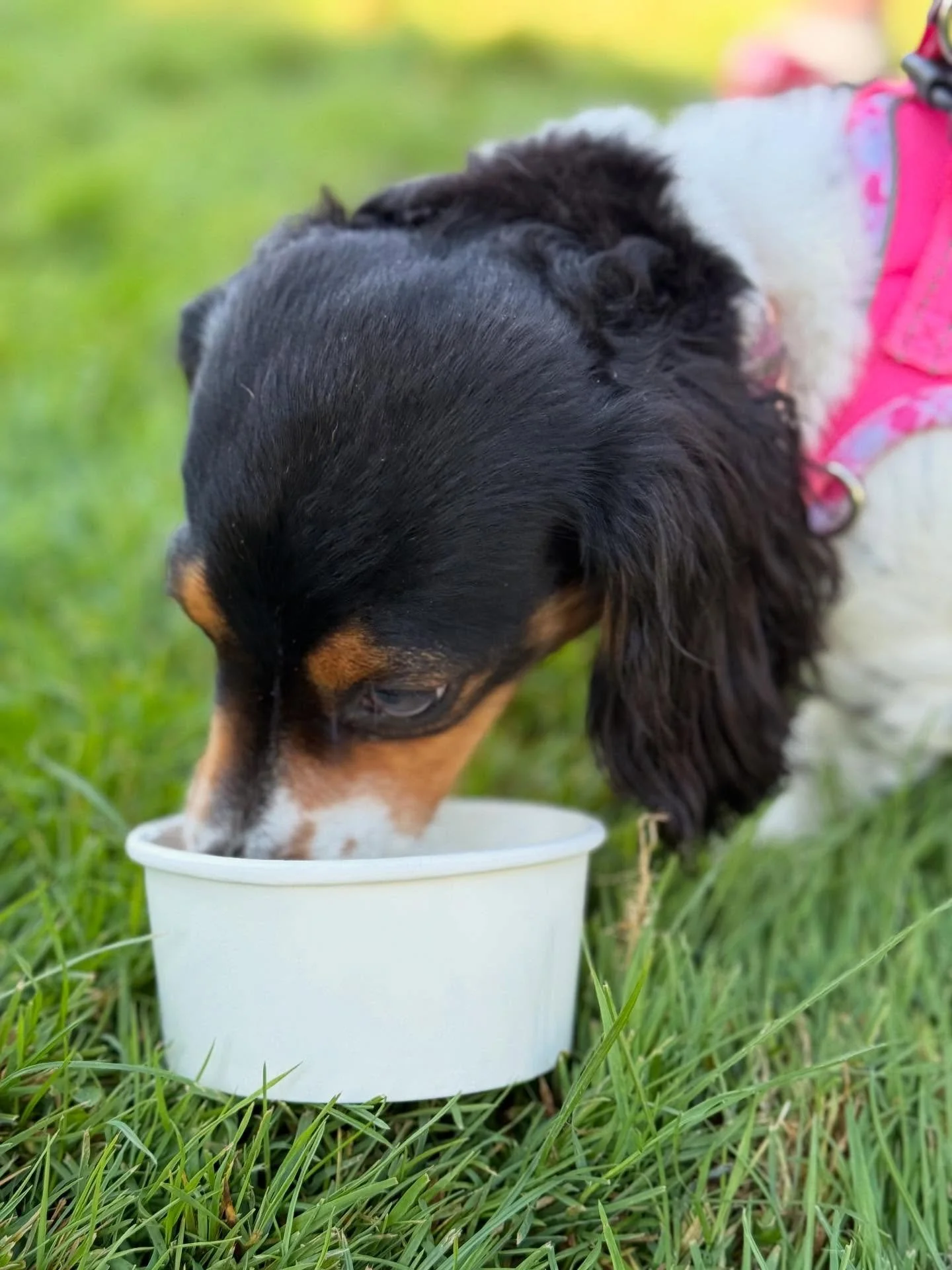 Free Pup Cups w/purchase! #FurBabyLoveFest #MeldrumBarPark 

Here til 2pm, bring your dogs for us to look at plz 🐕