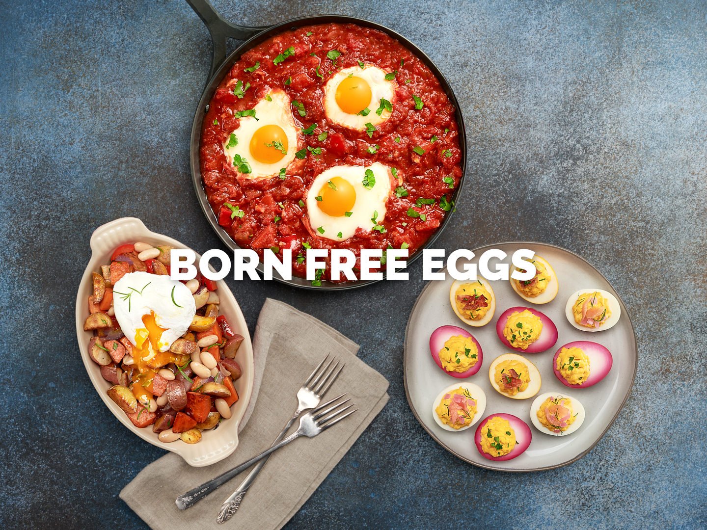 A vibrant food photography composition featuring a variety of egg-based dishes for Born Free Eggs, displayed on the Client Projects landing page. The image showcases a rich shakshuka with sunny-side-up eggs, a hearty breakfast hash with a runny poach