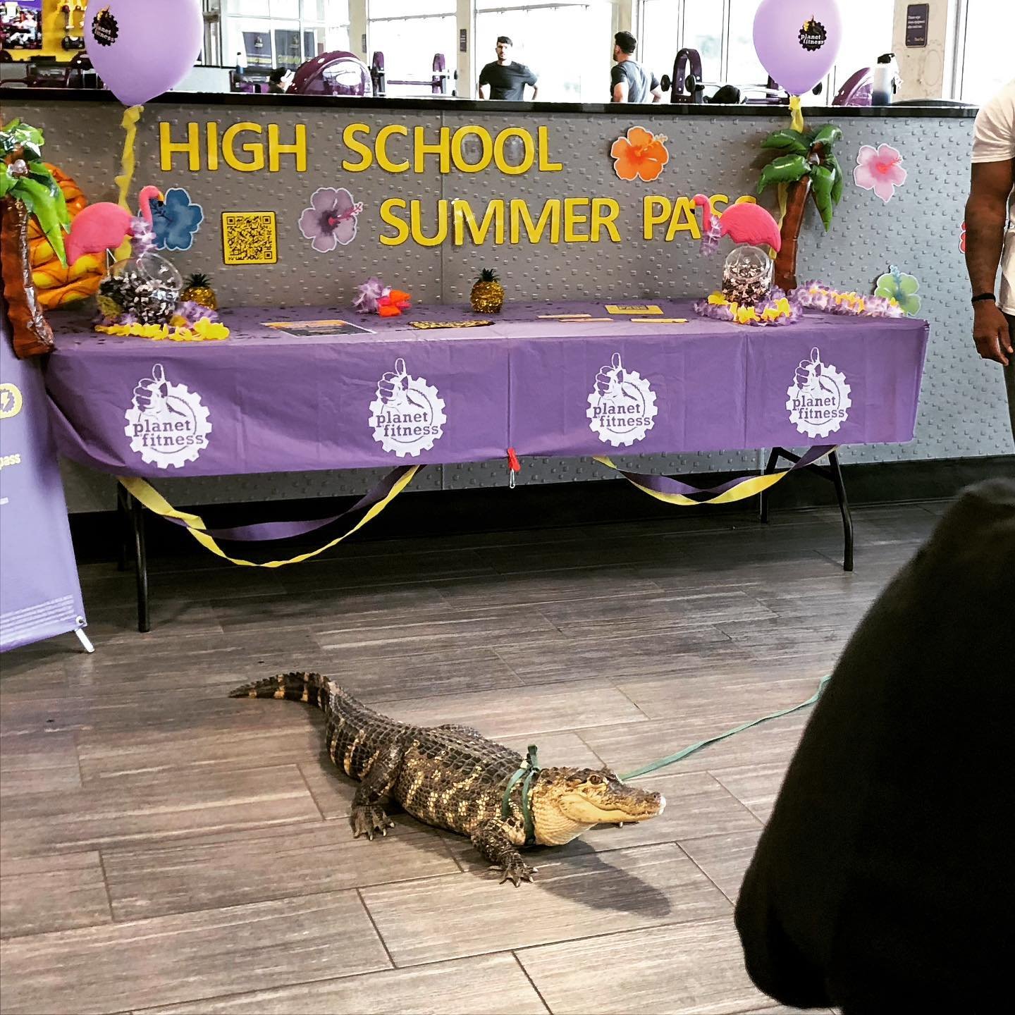 There's a saying here on gift shop t-shirts: &quot;If you're too weird for Asheville, you're too weird.&quot;

Anyway, this guy brought his pet alligator to the Planet Fitness today. 🙄

#asheville #stayweirdasheville #alligator #yesreally