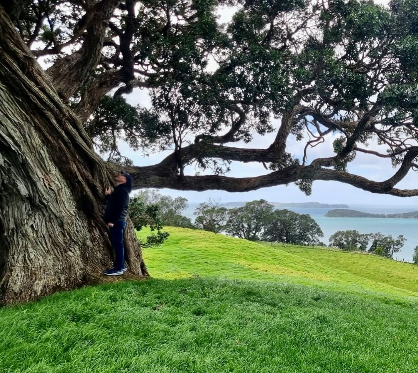 Hi from New Zealand! I&rsquo;ve spent the last two weeks on an impromptu trip here, exploring, grieving, writing the next book, and gawking at the AMAZING TREES! Grateful. More photos incoming&hellip; 

#newzealand #naturalbeauty #treefriends #ilovet