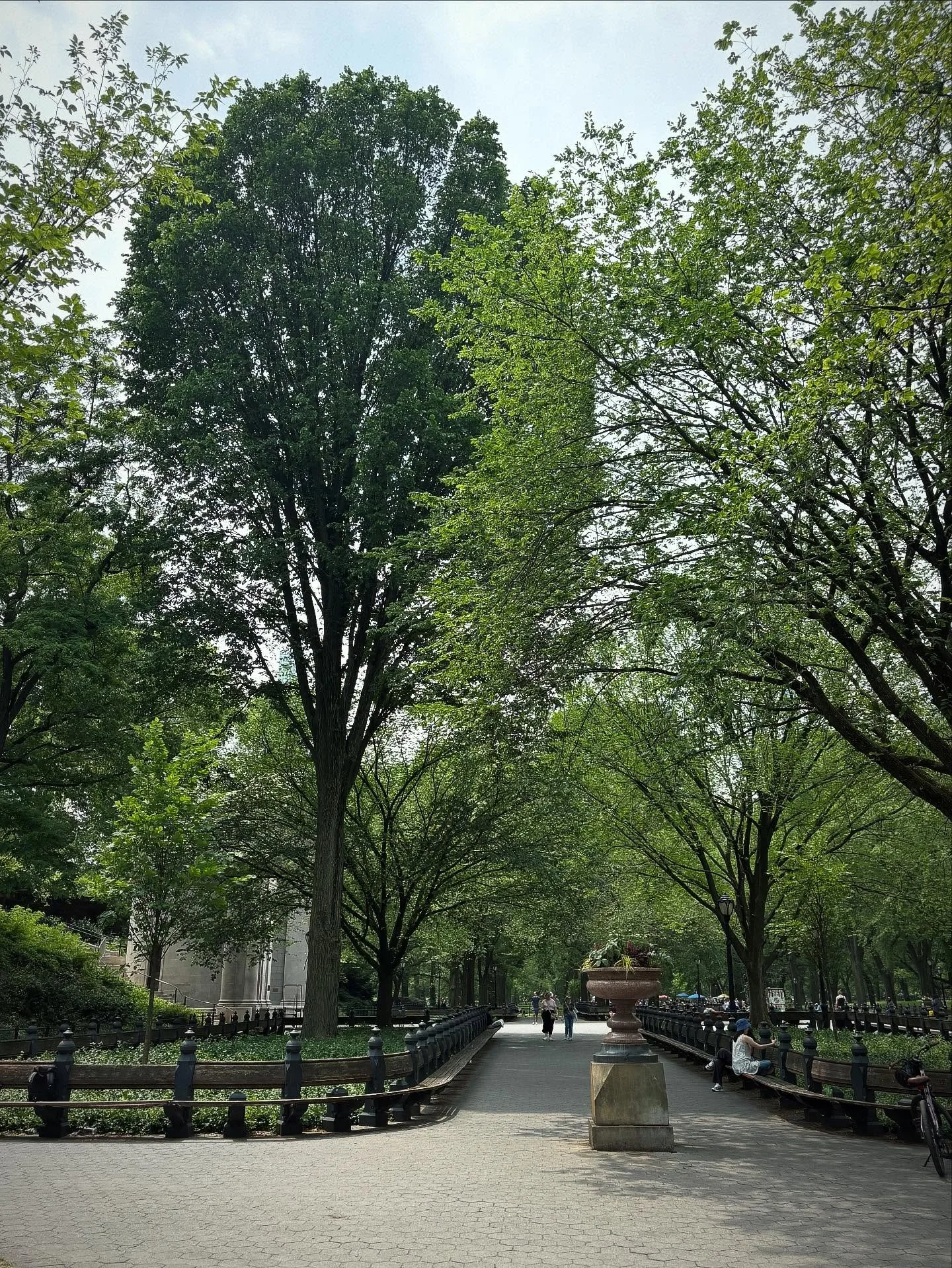 Look at the trees and never be bored 😯💚

#trees #centralpark #timetomeditate