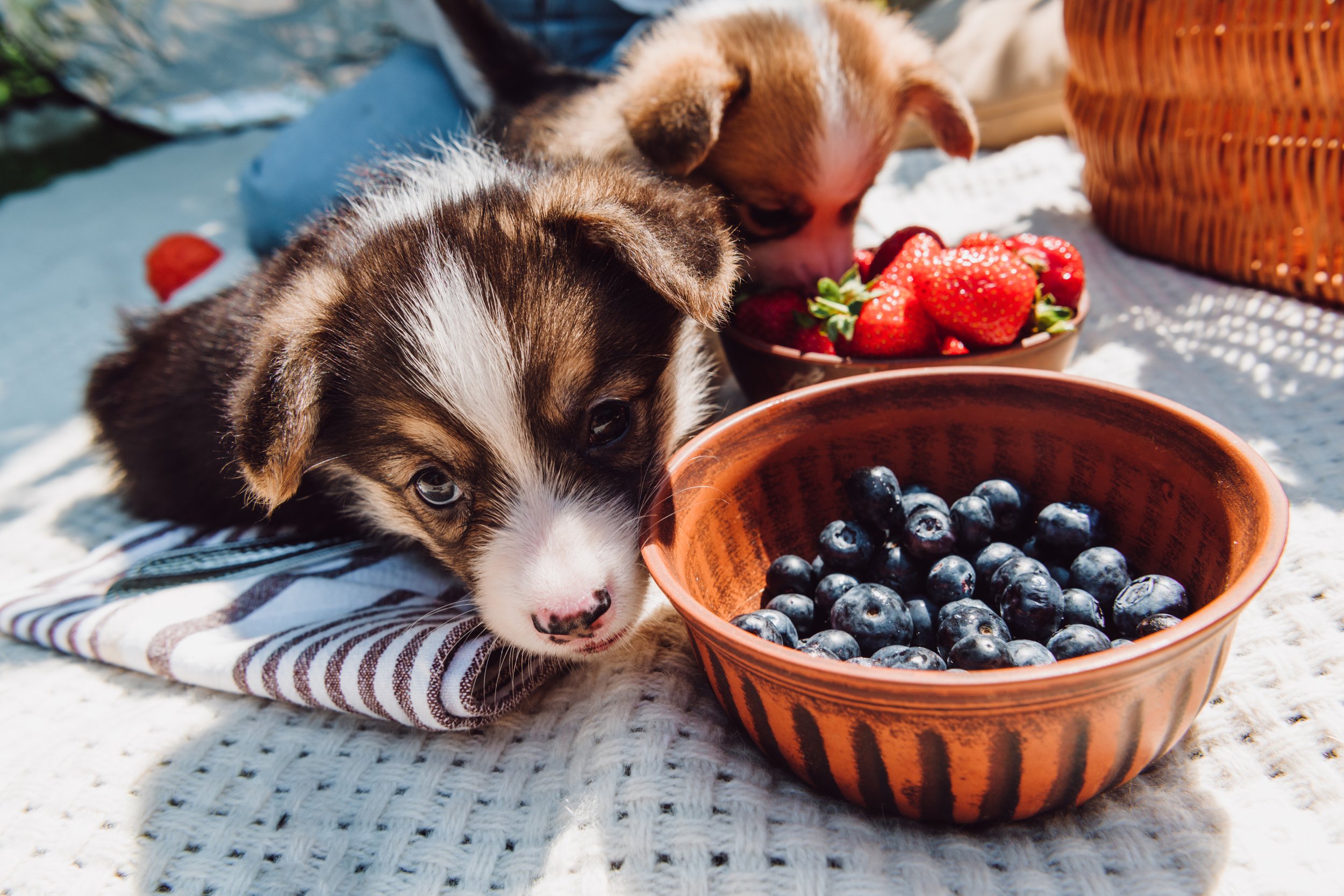 dogs and berries.jpeg