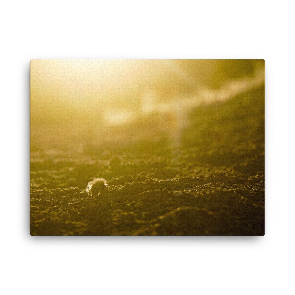 canvas-(in)-18x24-wall-6296ad3d94767.jpg