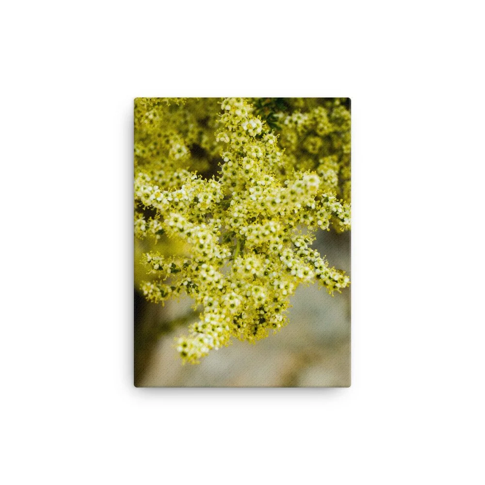 canvas-(in)-12x16-wall-6296c733c6639.jpg