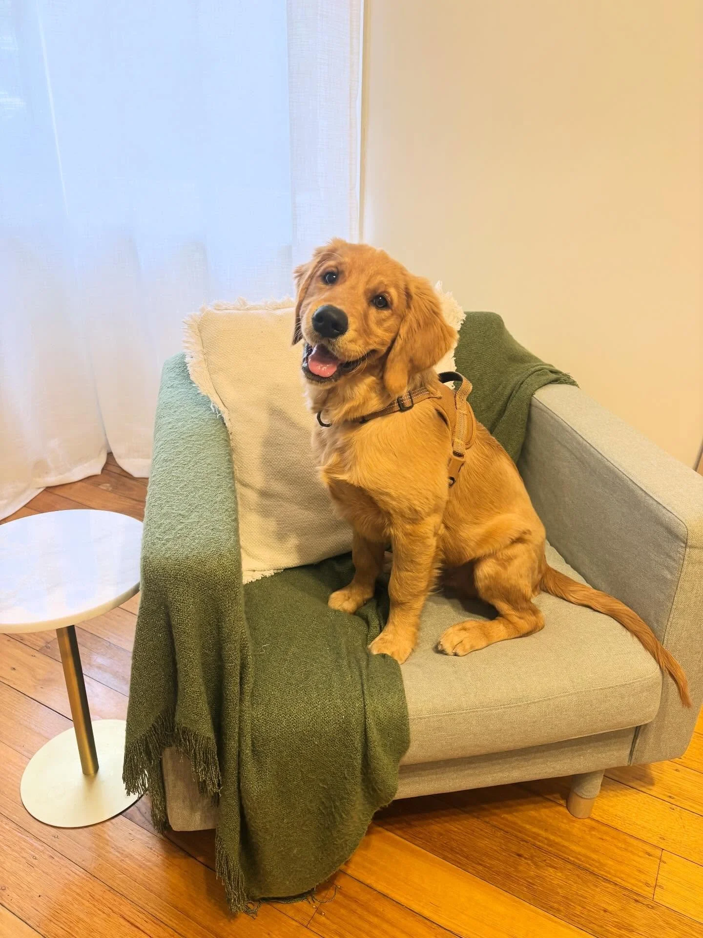 Our recent visitor may have stolen a chair&hellip;.and a few hearts 🐾