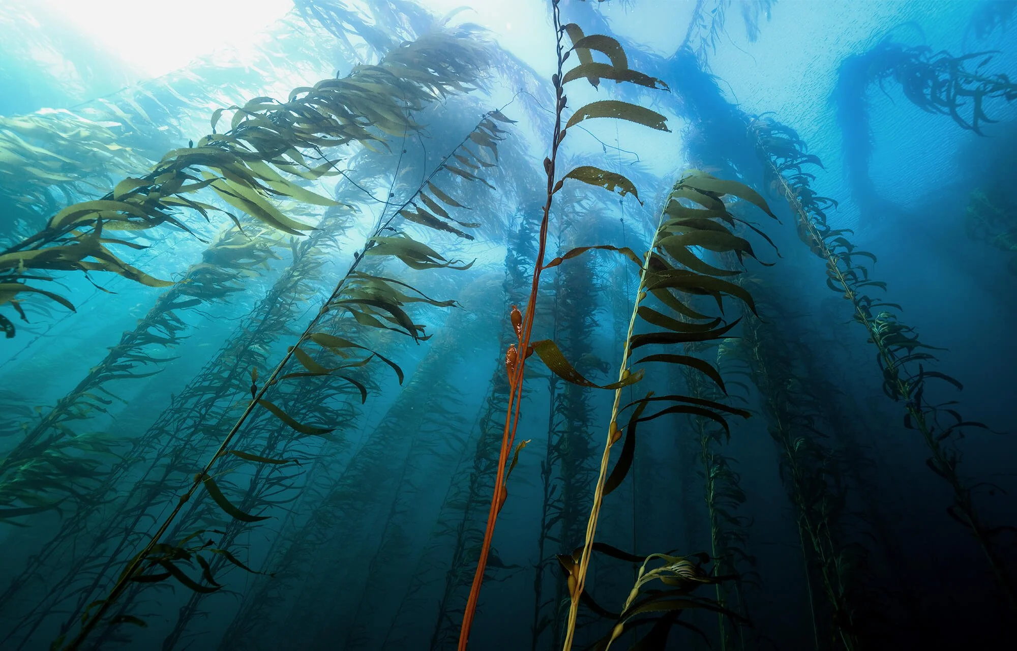 parley_penninsulamitre_5 inline.jpg