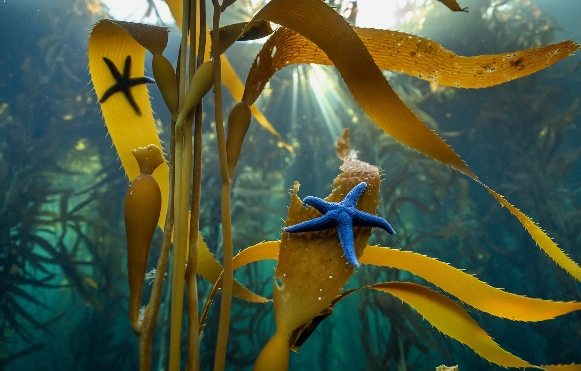 parley_penninsulamitre_3 inline.jpg