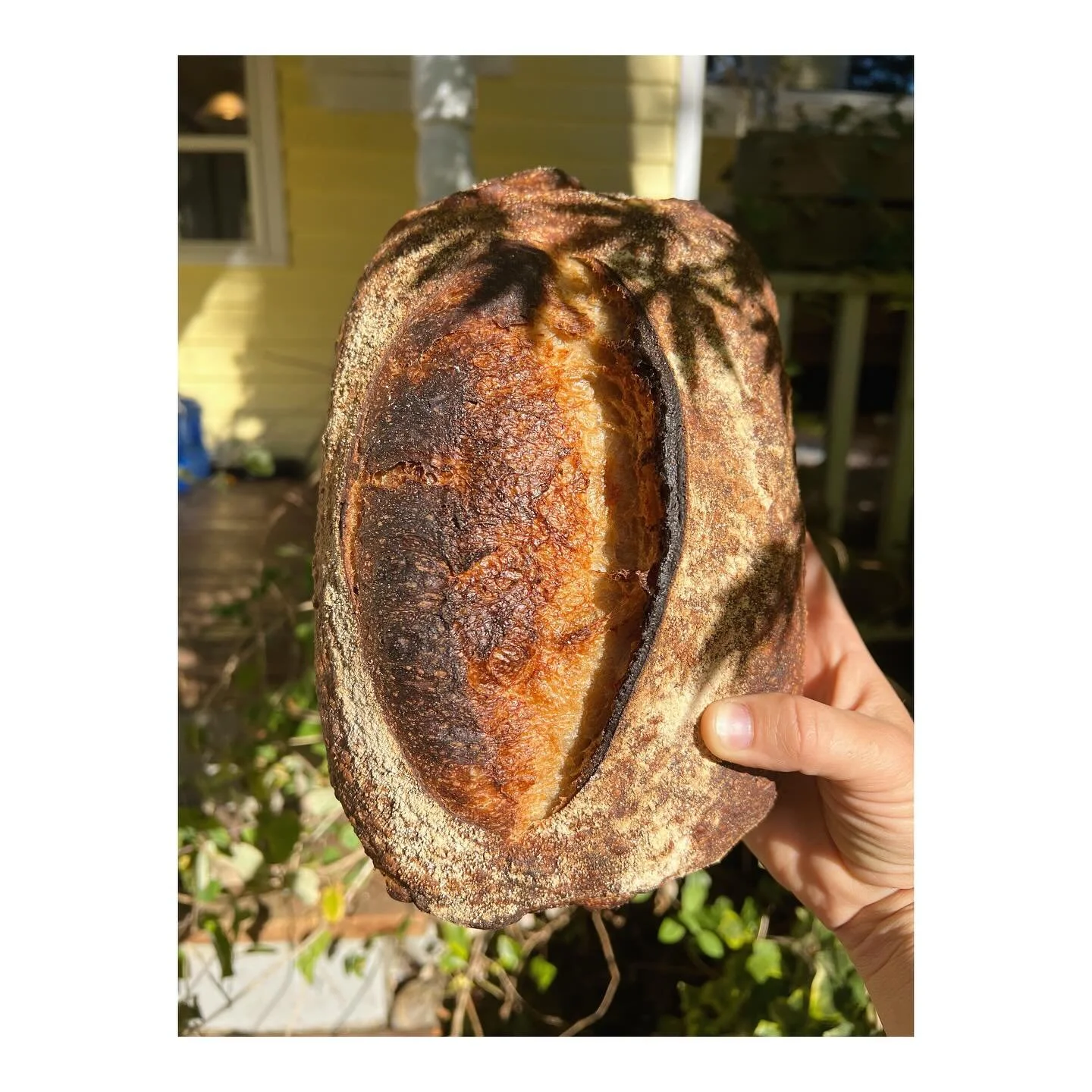 Baking this week! Everyone is healthy and orders are open. I don&rsquo;t know about you but I need some fresh bread in my life something FIERCE. It is the balm that soothes &mdash; even if superficially, even if temporarily. It&rsquo;s wholesome and 