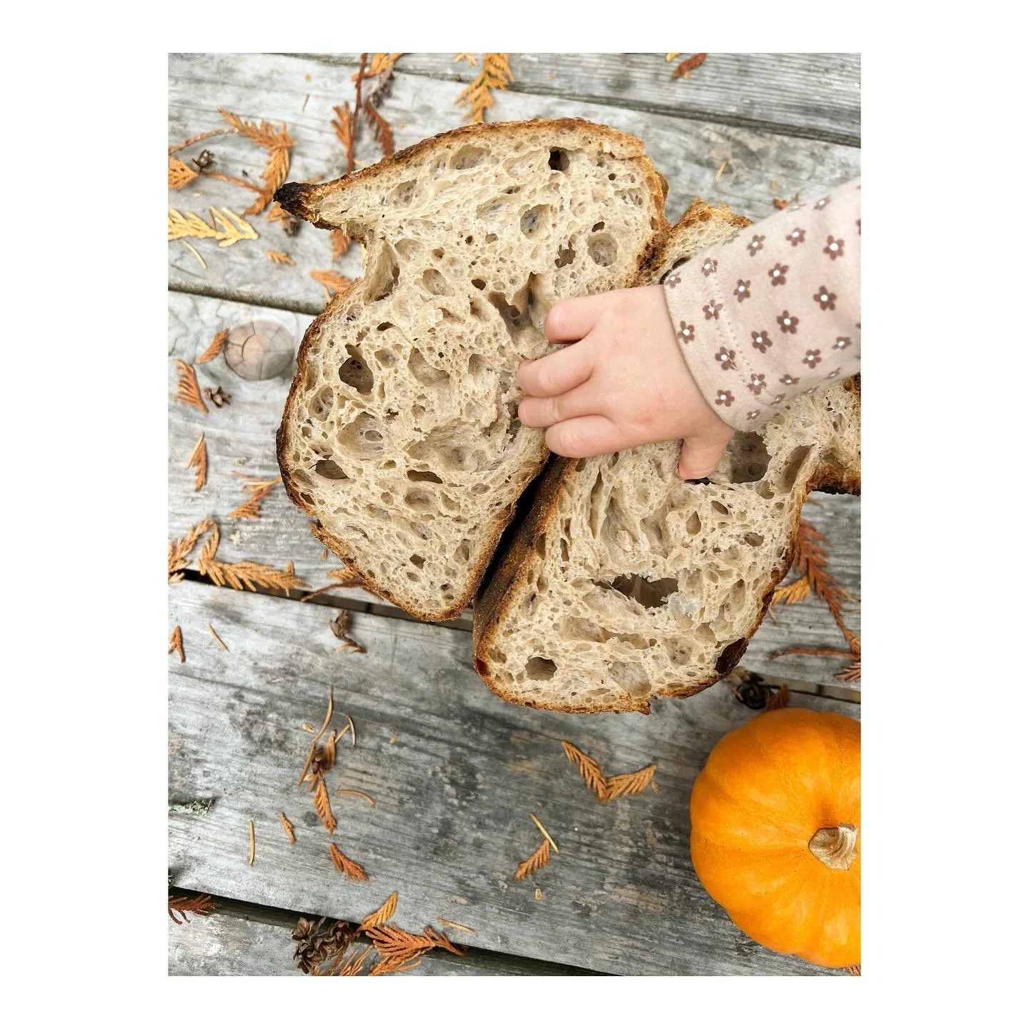 Thursday bread orders are open! 🍂 Despite not totally having figured out this machine mixing game, the bread has been looking and tasting gorgeous, and to be honest I live for this shit &mdash; incrementally improving my bread and solving baking pro