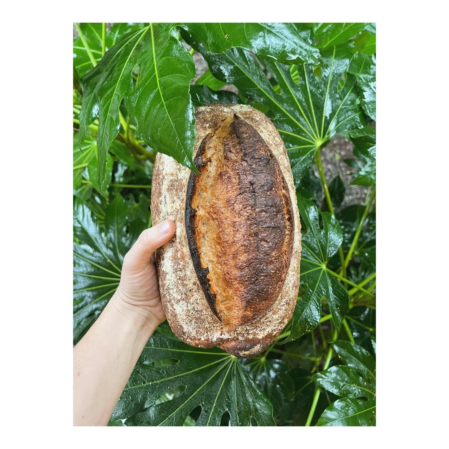 Bread orders are (still!) open. We&rsquo;ll be gone next week for mid-winter break, so please load up on an extra or two this week for freezing if you&rsquo;d like. (In the unlikely event that you haven&rsquo;t heard me wax poetic about freezing and 