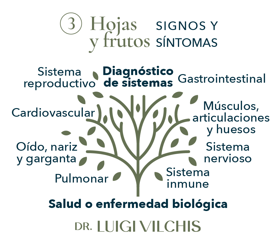 Hojas y frutos