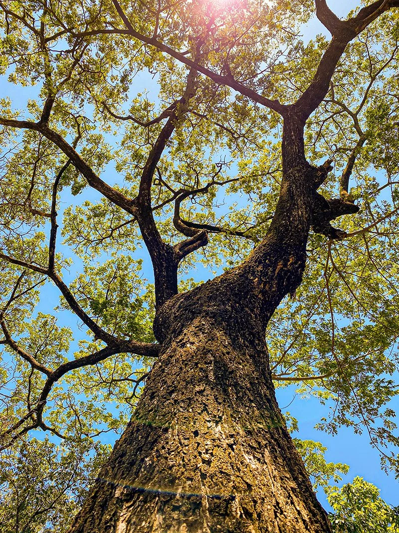 Functional Medicine