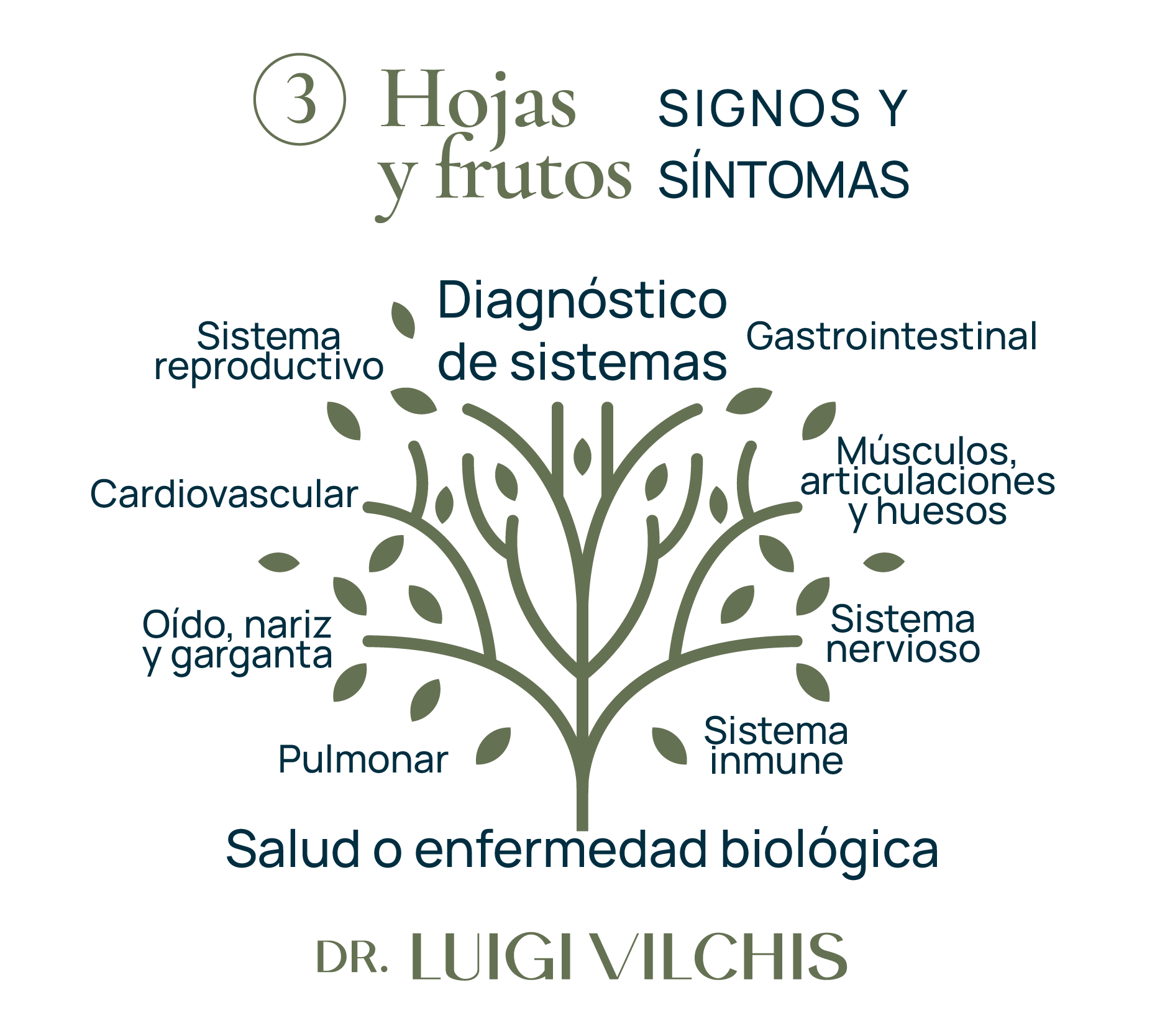 Hojas y frutos