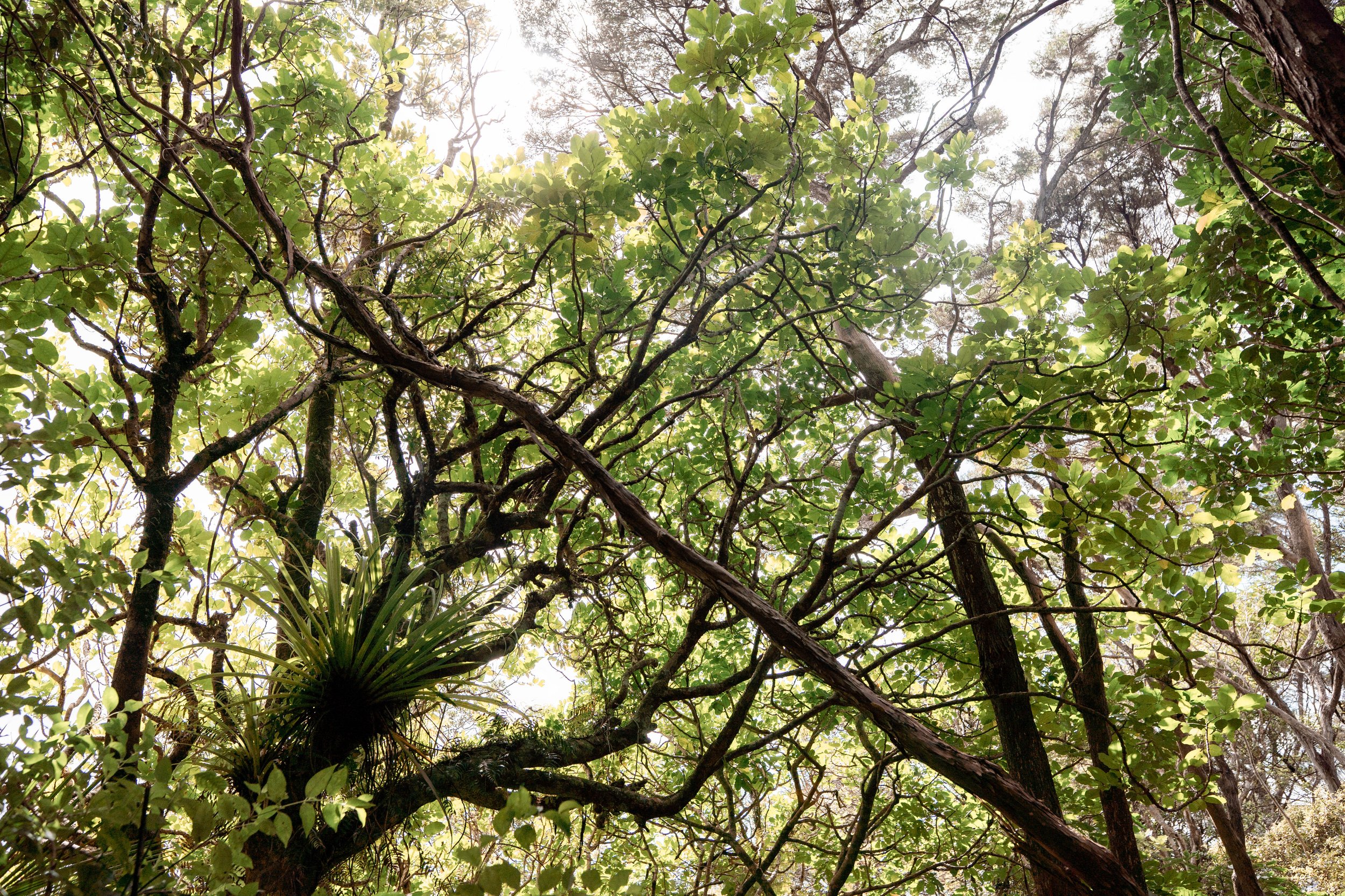 Mature forest canopy