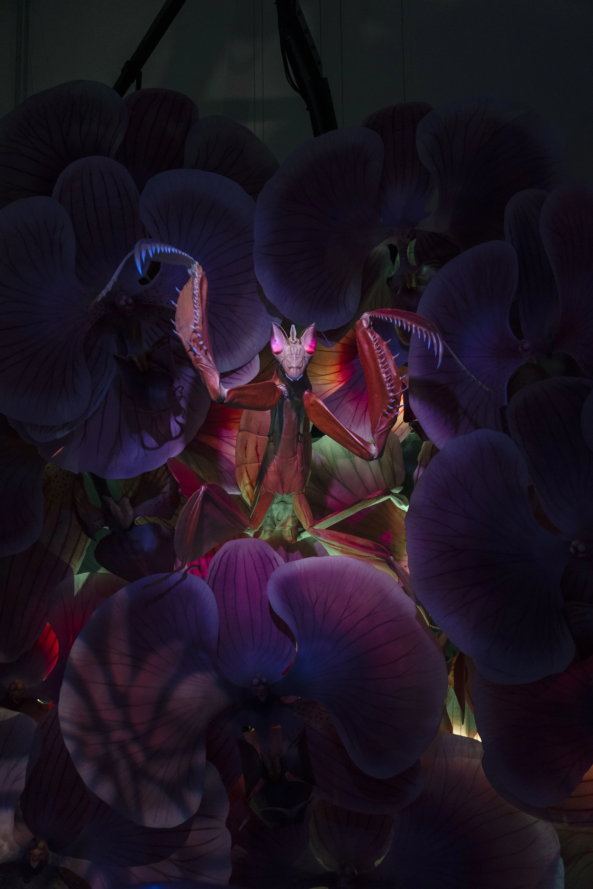 Bugs_DSC08475_HE_CAS.jpg
