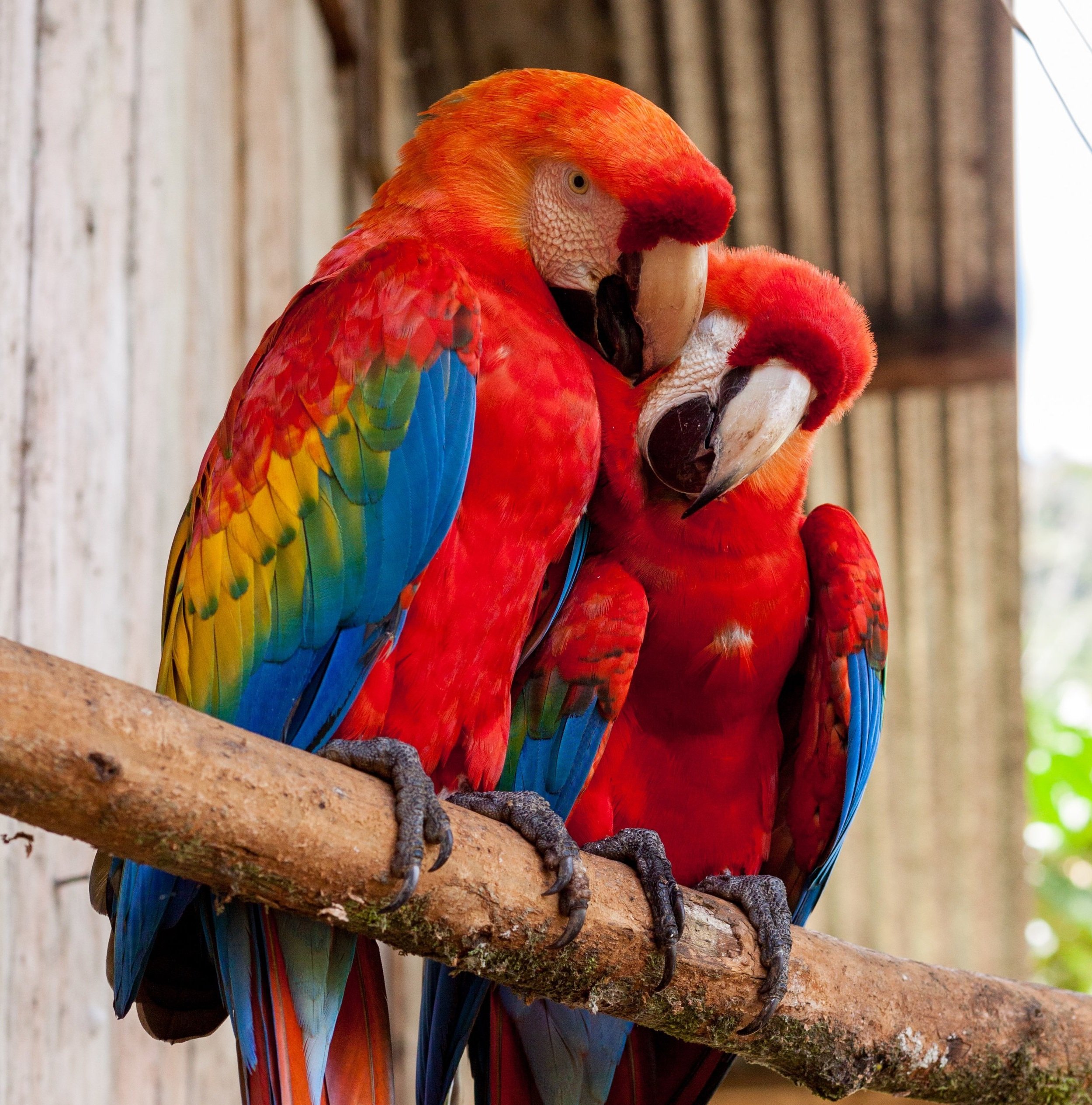 Boarding — Angel Wings Parrot Rescue