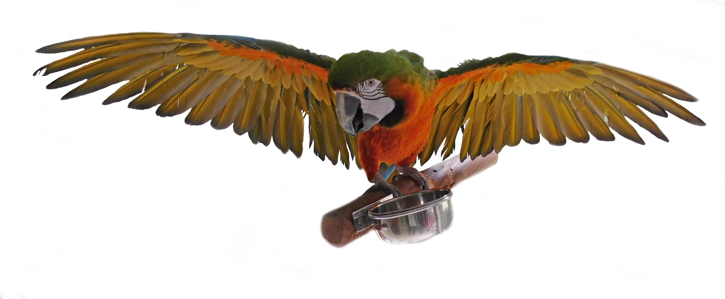 Socrates The Harlequin Macaw Angel Wings Parrot Rescue
