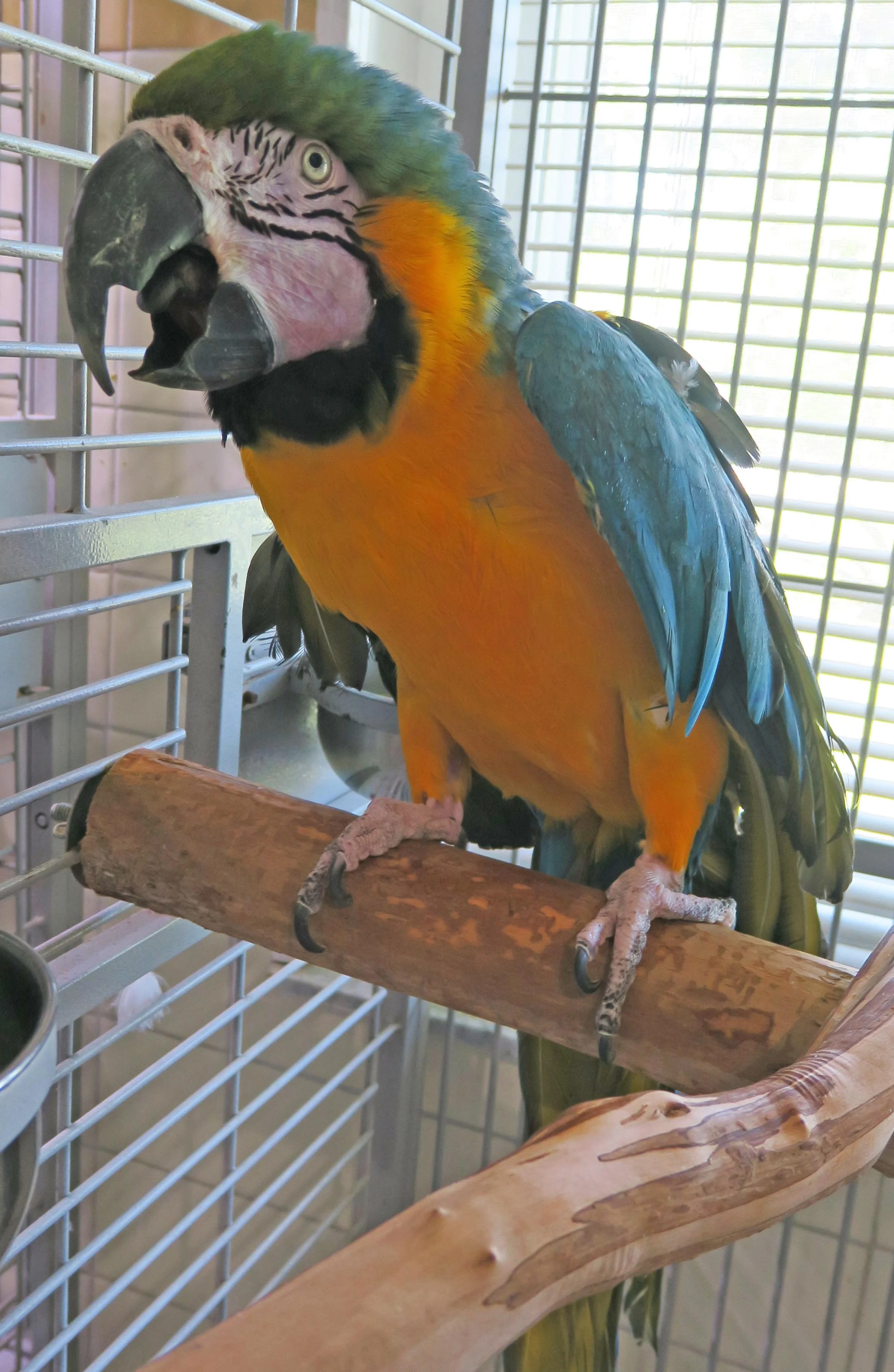 Adoption — Angel Wings Parrot Rescue