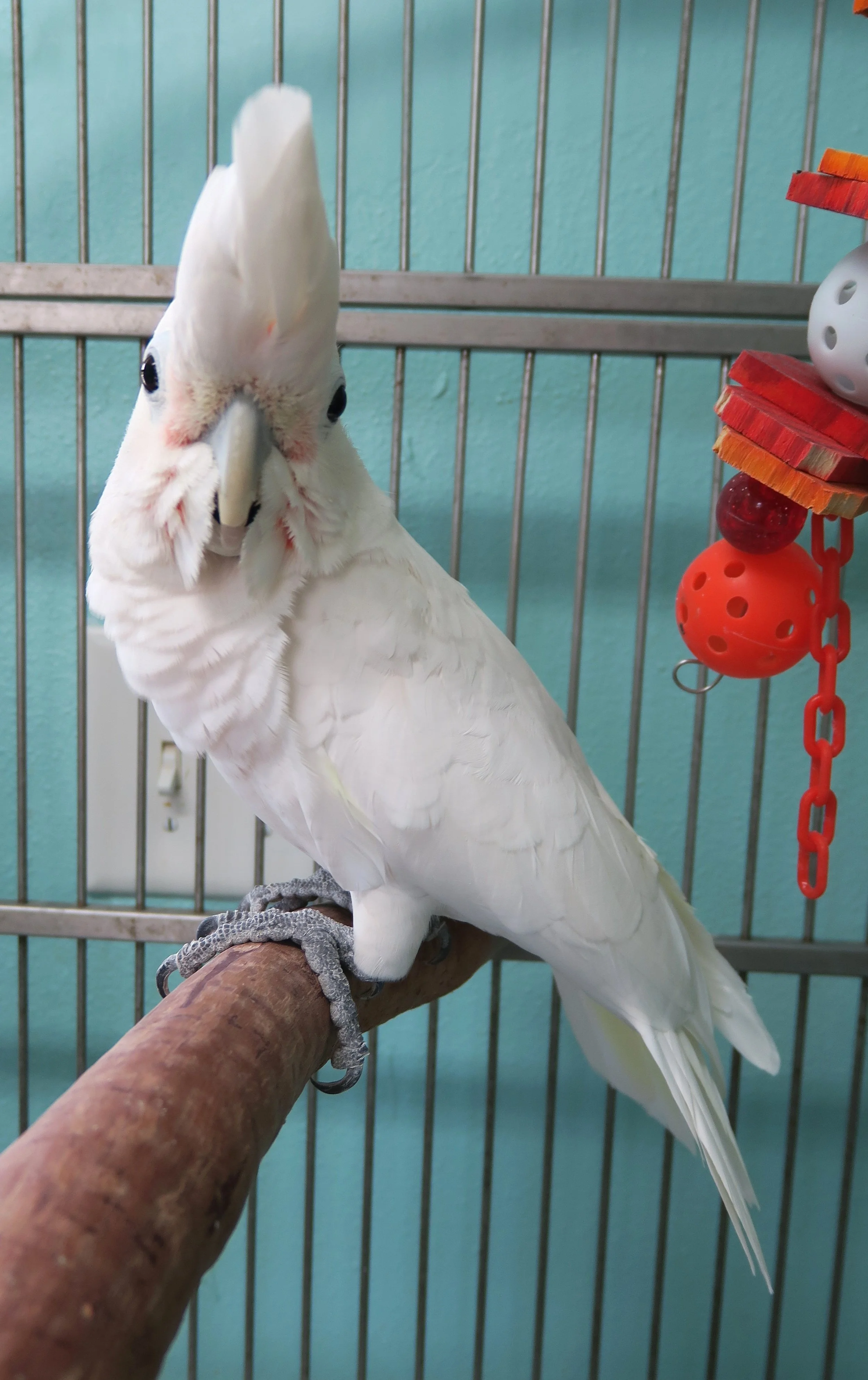 Chrissy the Goffin Cockatoo